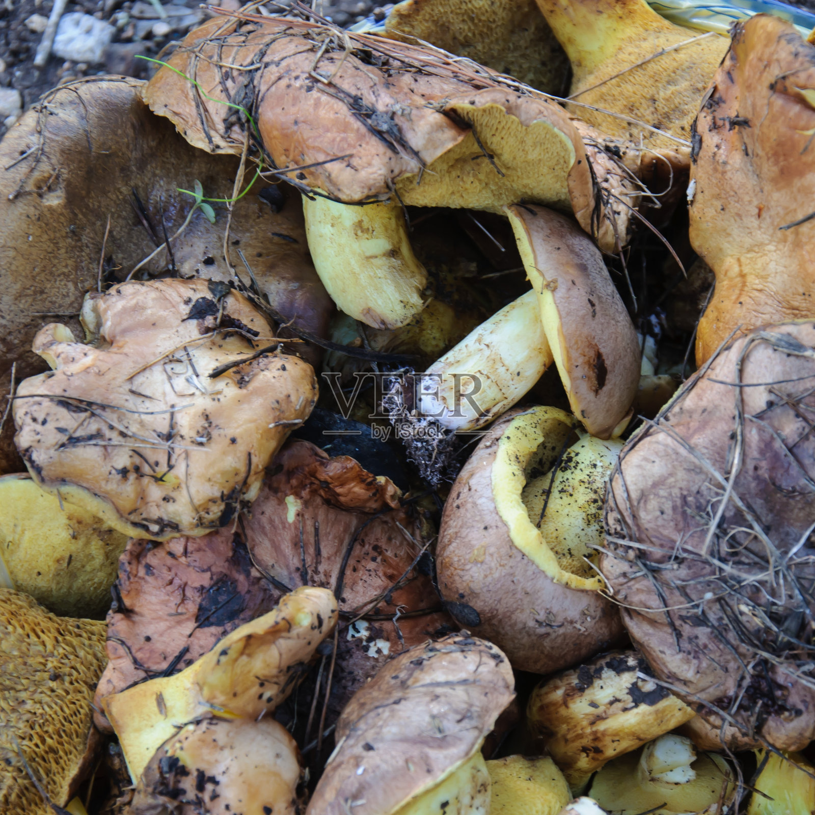 蘑菇照片摄影图片