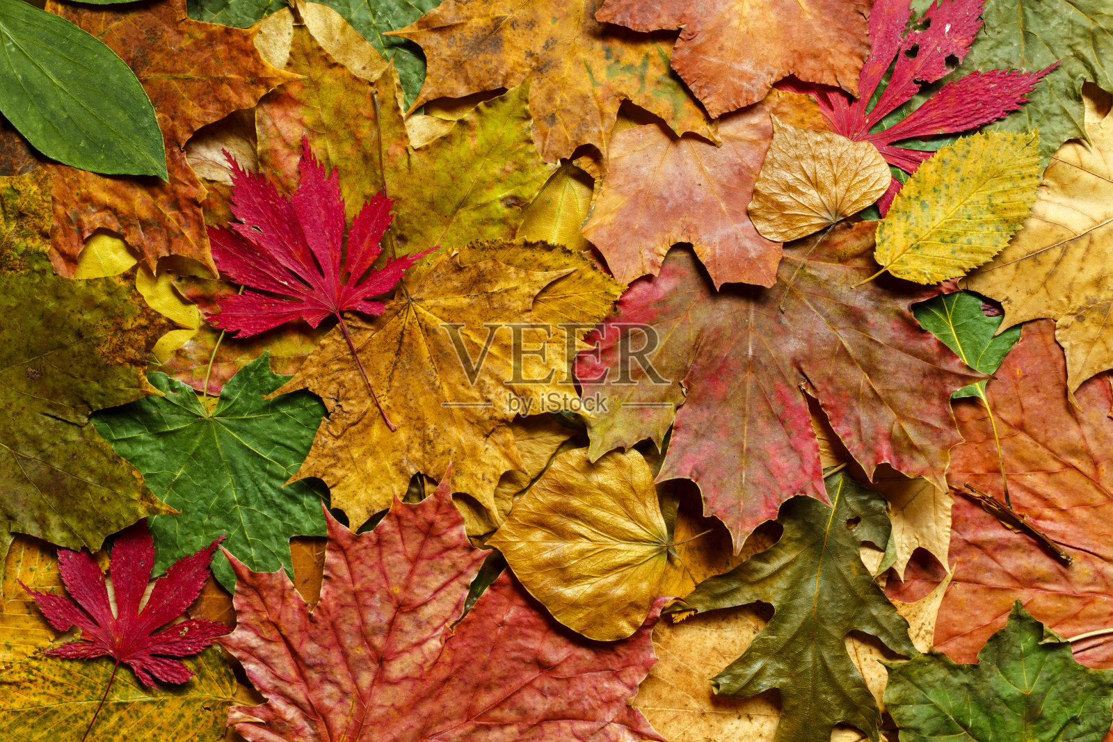 多彩的秋叶背景照片摄影图片