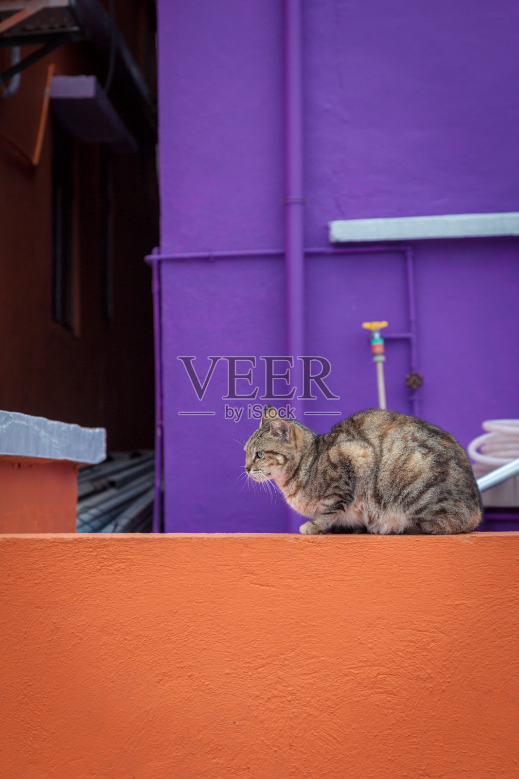 猫坐在一堵紫色的墙旁边照片摄影图片