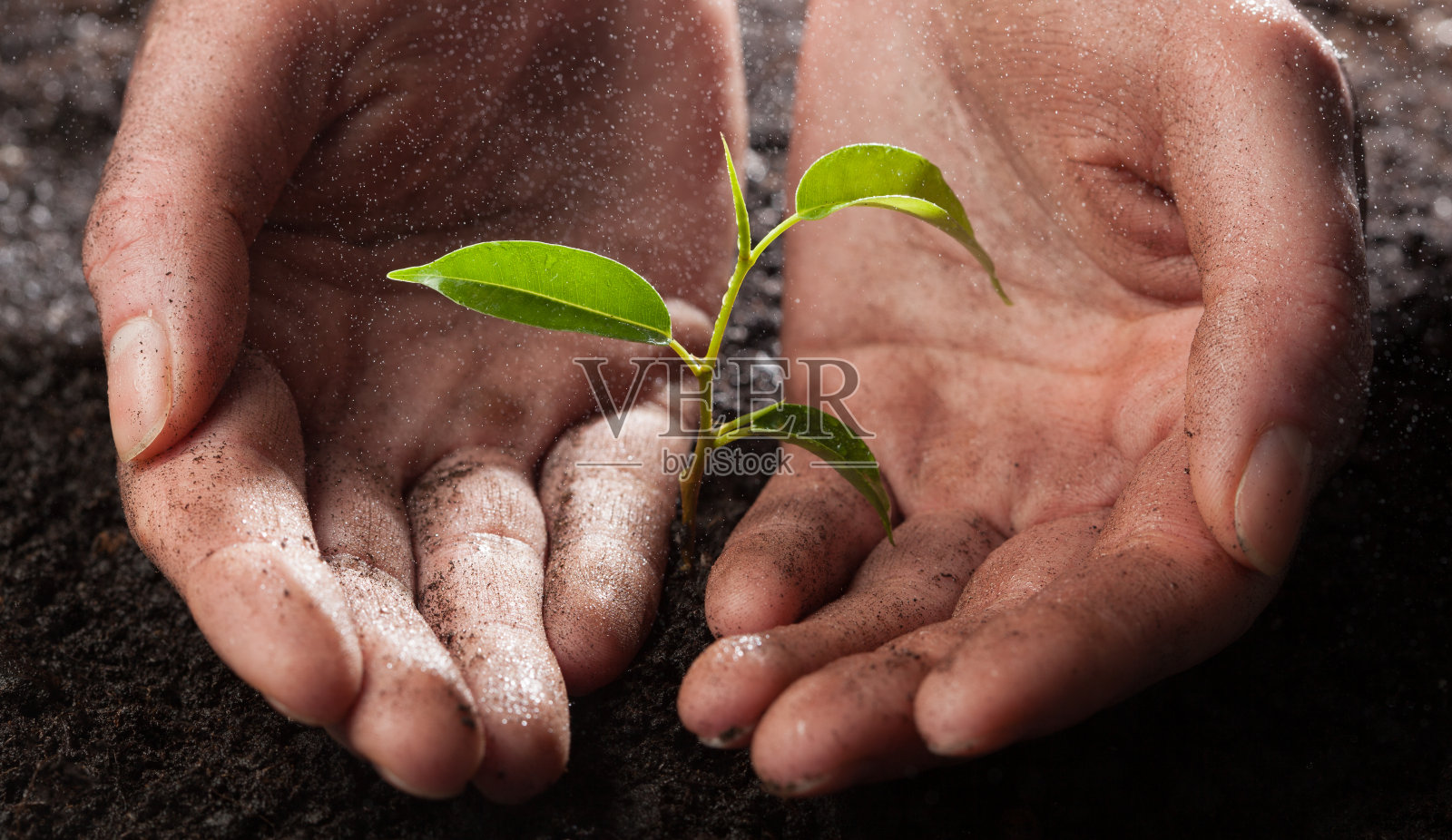 手捧绿色植物照片摄影图片