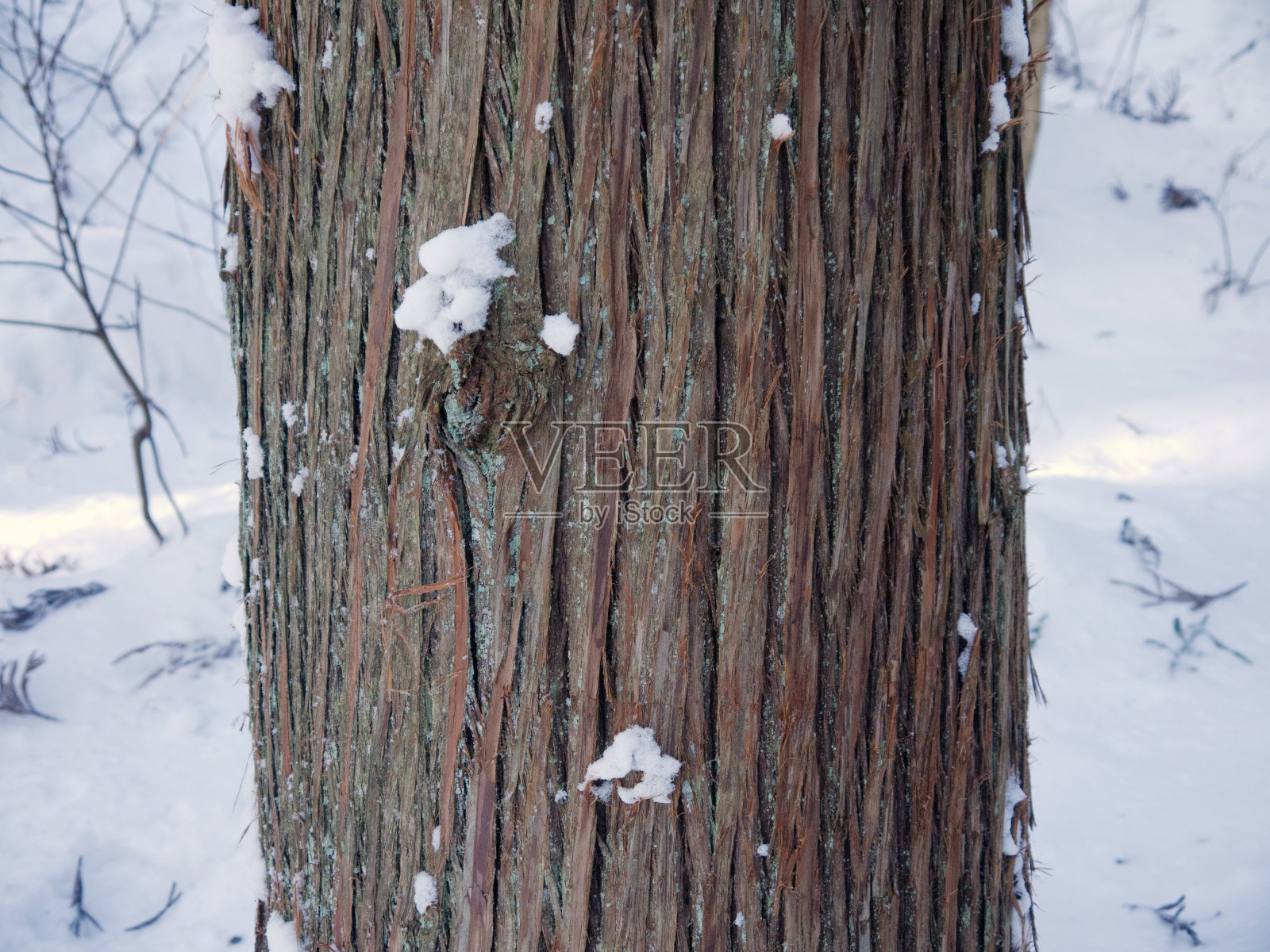 日本柳杉树干照片摄影图片
