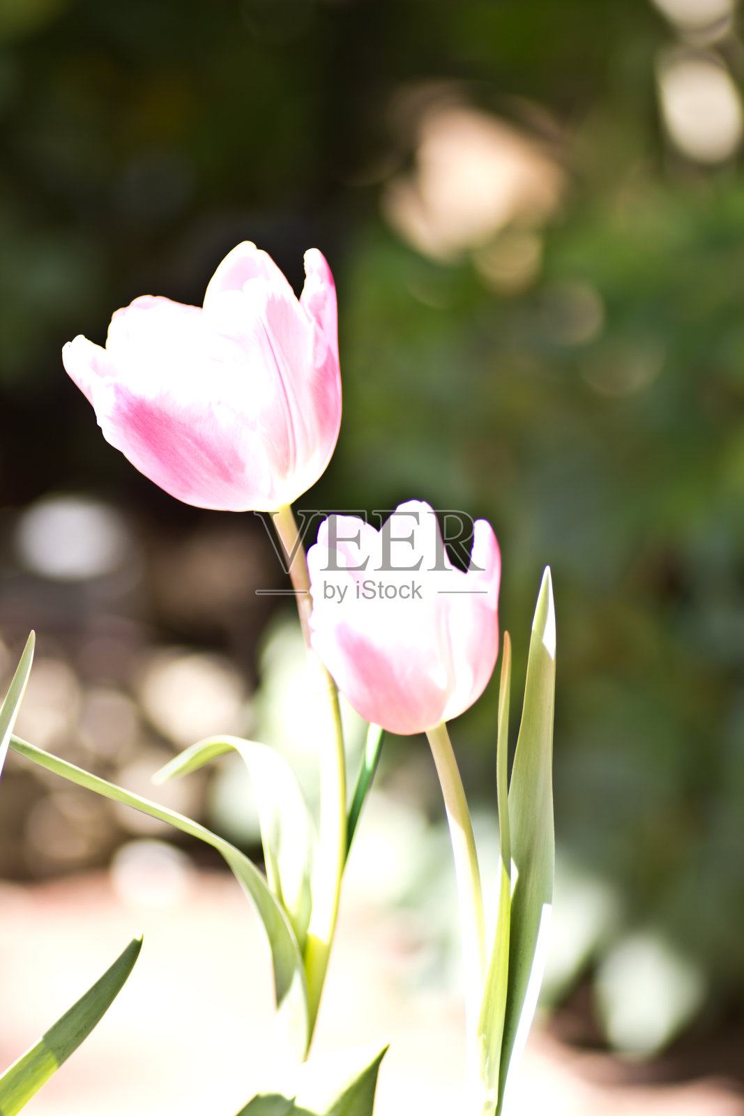 郁金香照片摄影图片