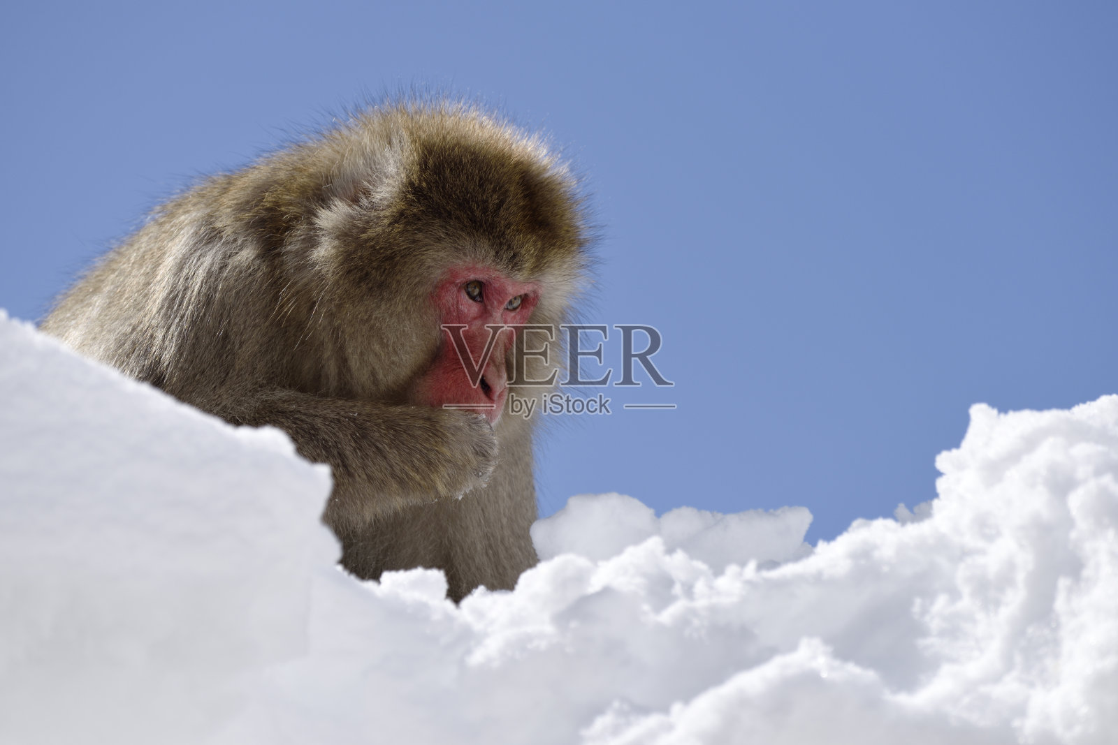 雪猴照片摄影图片