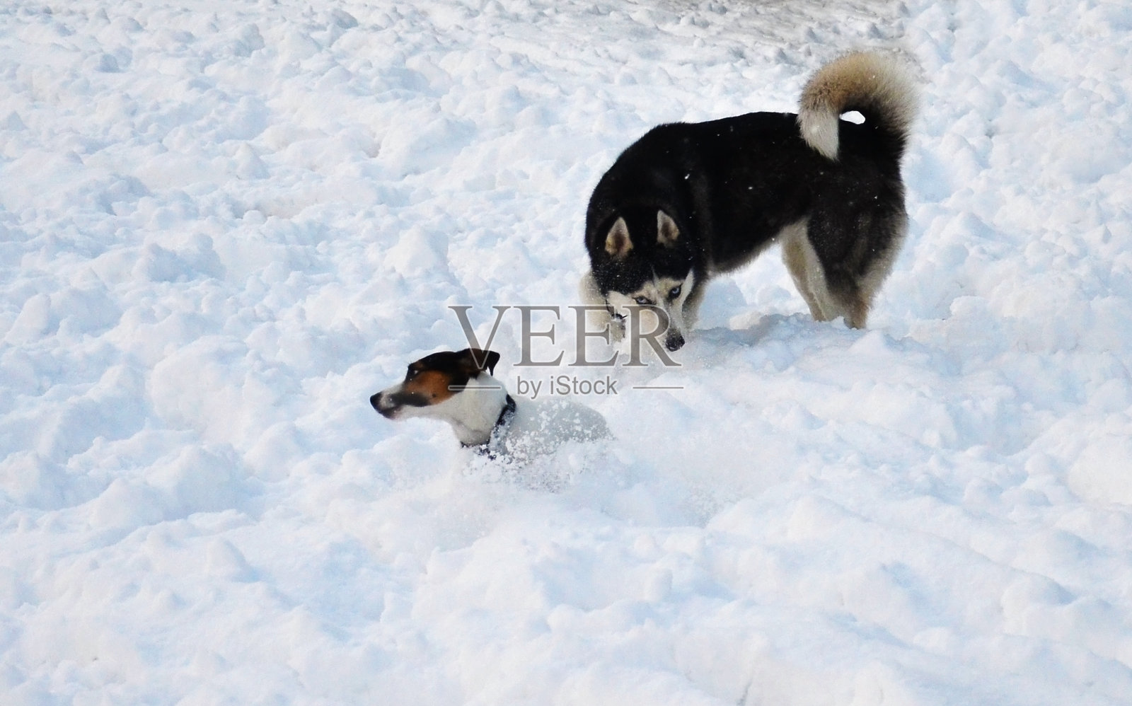 玩狗照片摄影图片