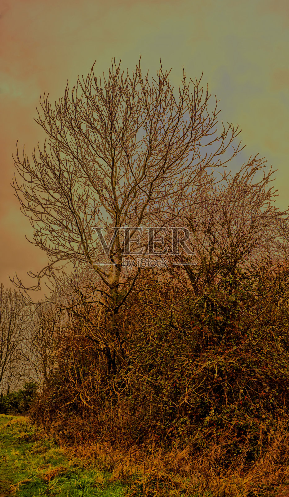 树对着多云的天空照片摄影图片