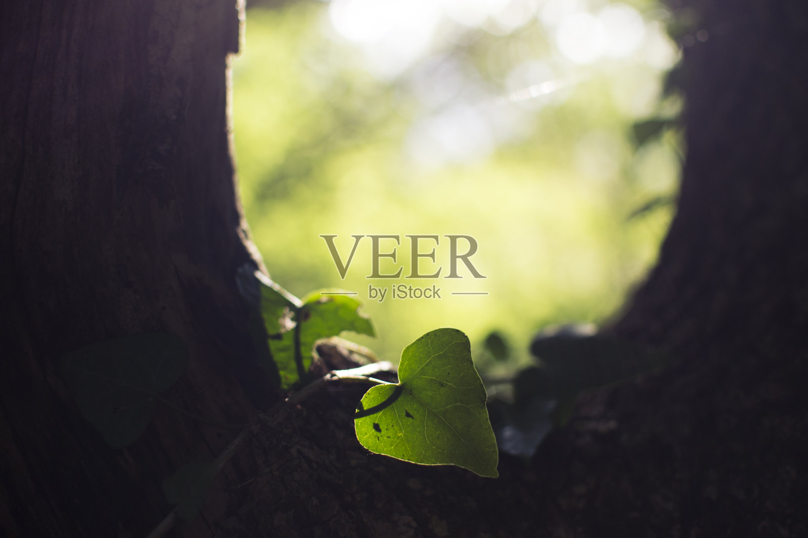 树上的叶子照片摄影图片