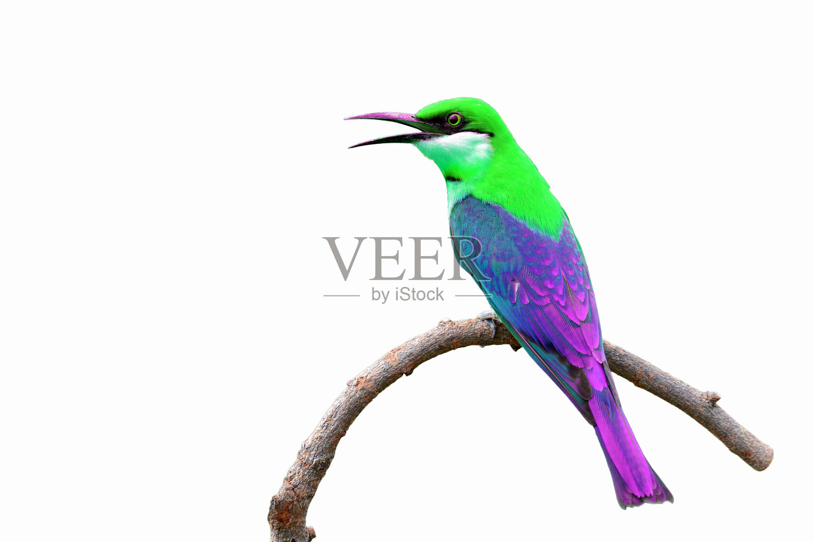 色彩斑斓的鸟照片摄影图片