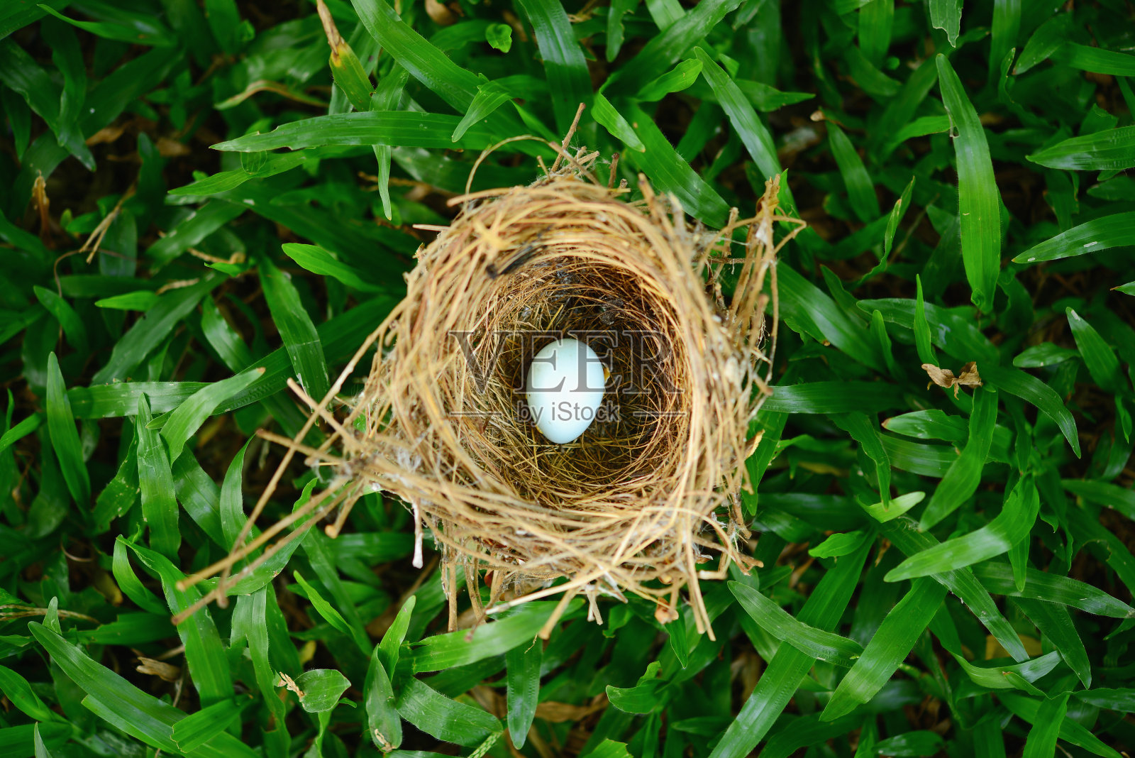 鸟窝在草地上照片摄影图片