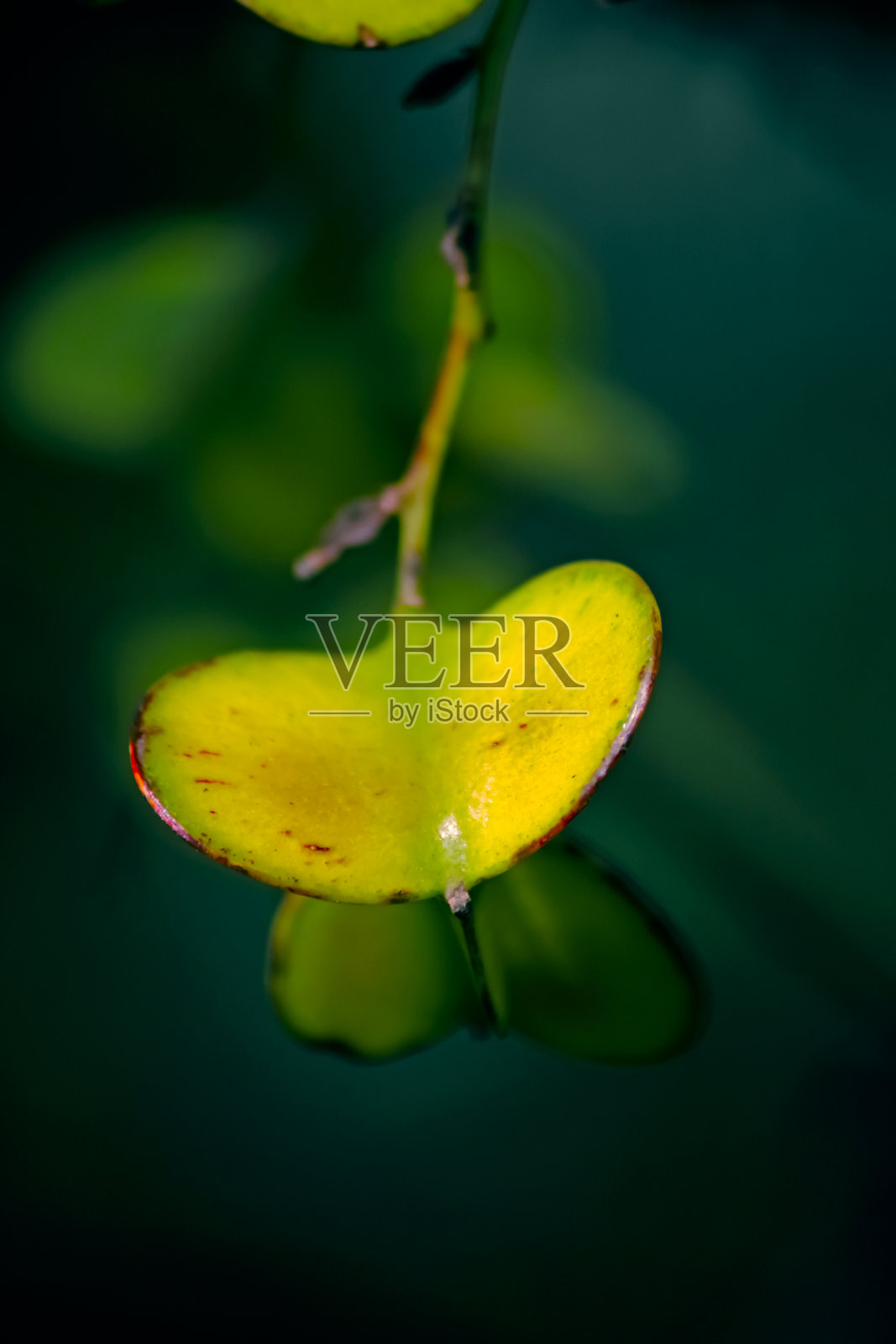 山药的果实照片摄影图片