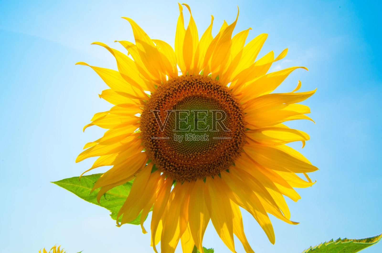 向日葵盛开在泰国的saraburi。照片摄影图片