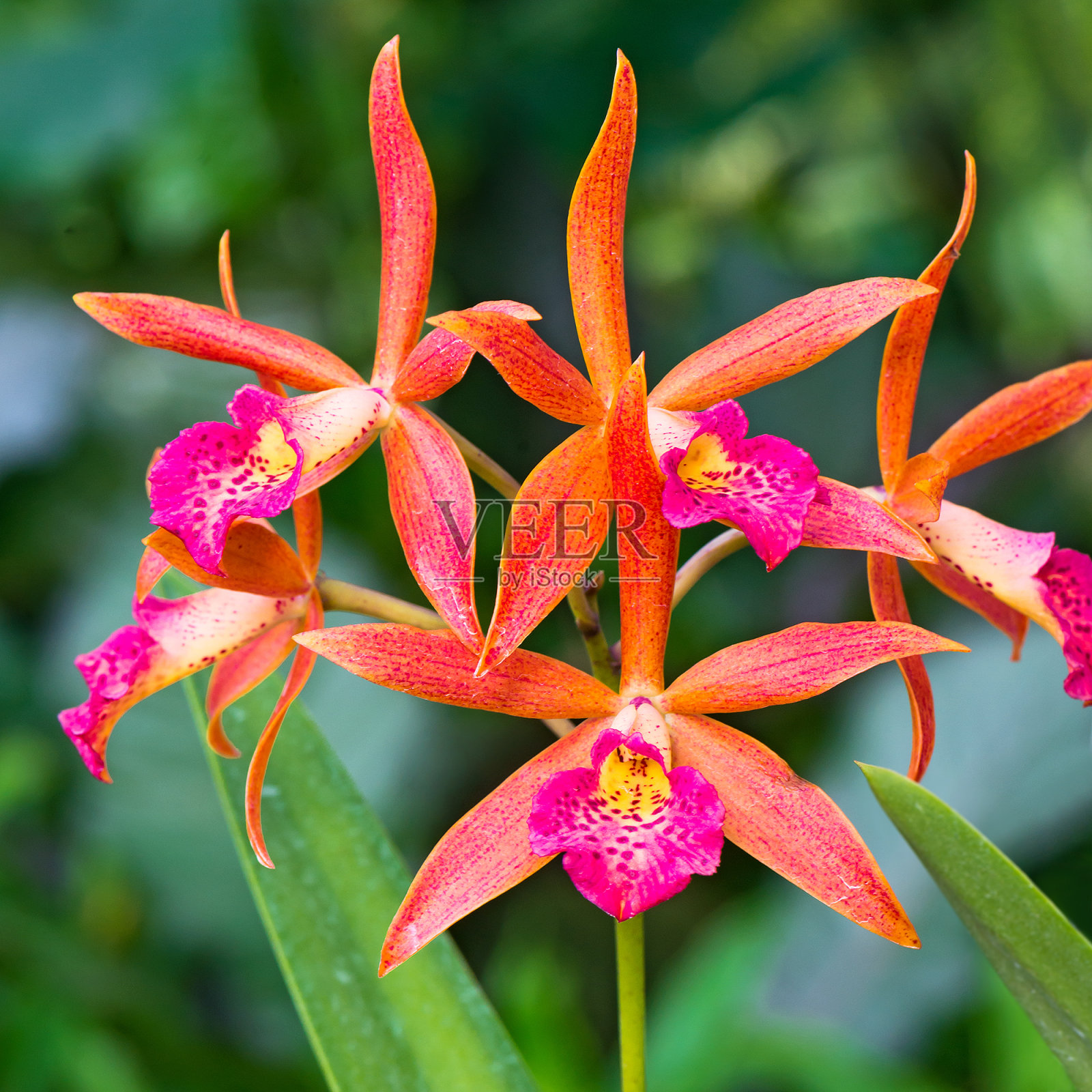 兰花照片摄影图片