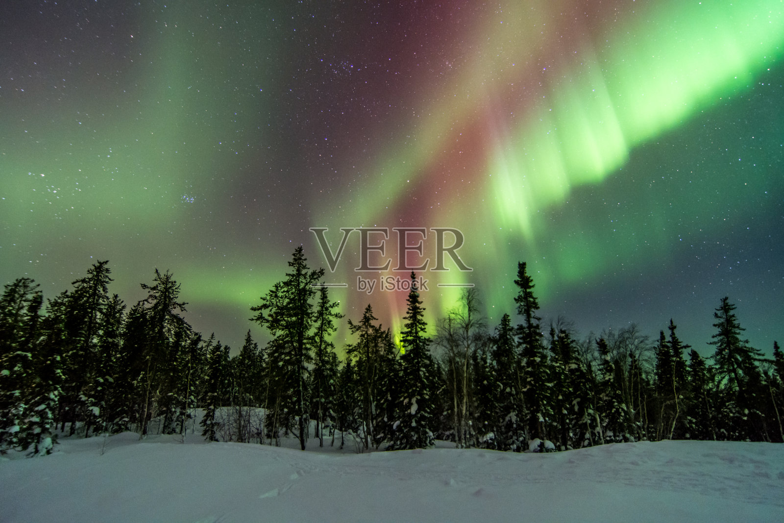 加拿大耶洛奈夫树上的极光照片摄影图片