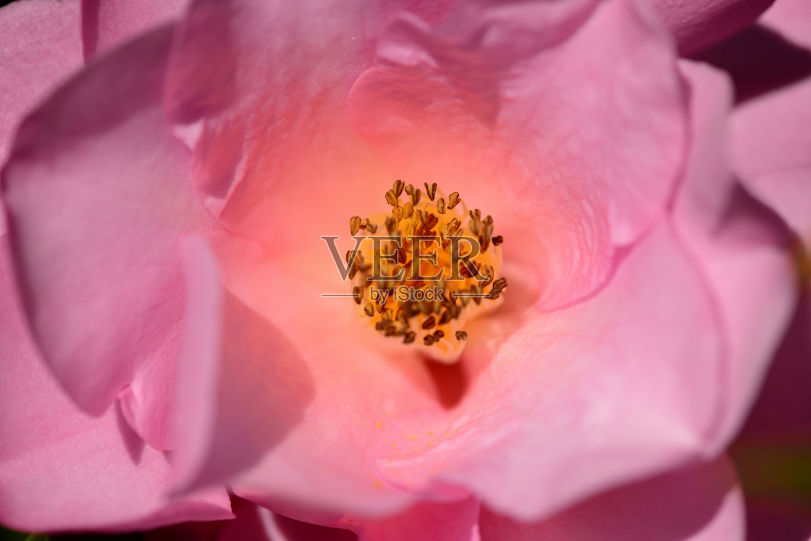 山茶花关闭照片摄影图片