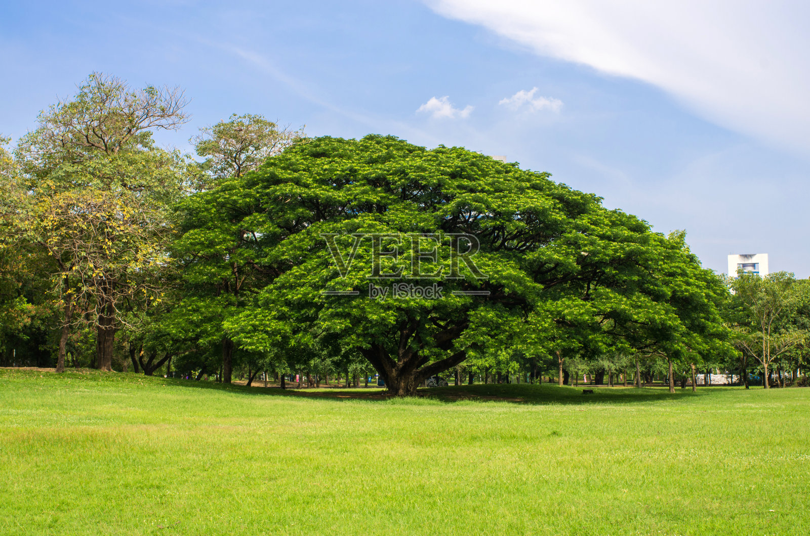 公园里美丽的树照片摄影图片