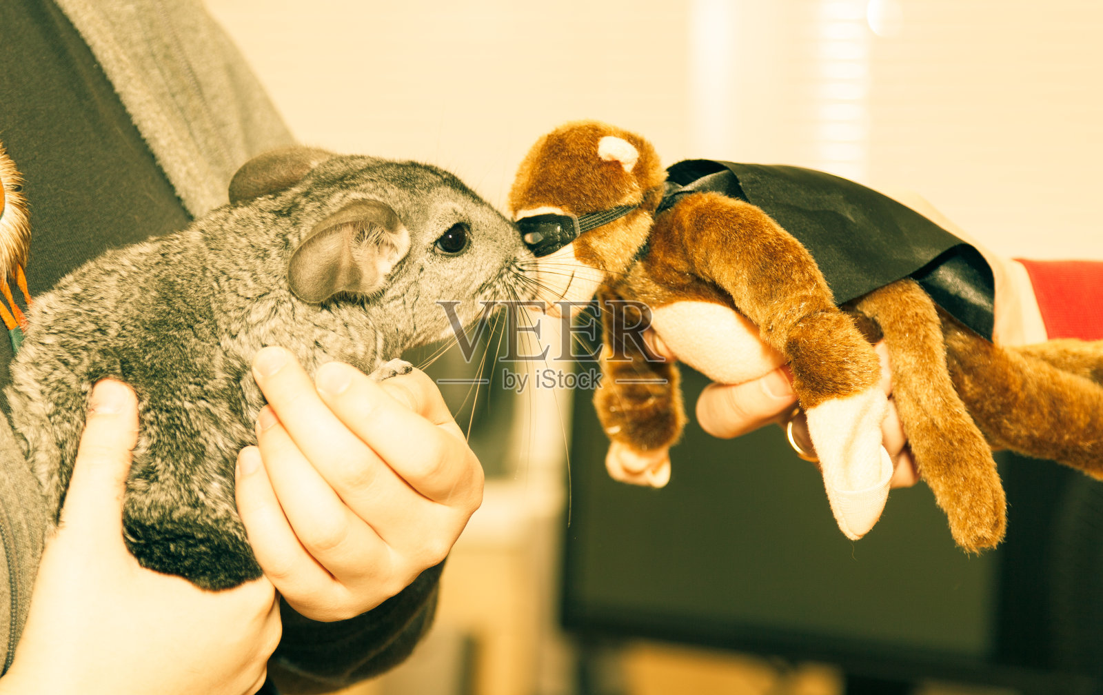 老鼠和猴子照片摄影图片