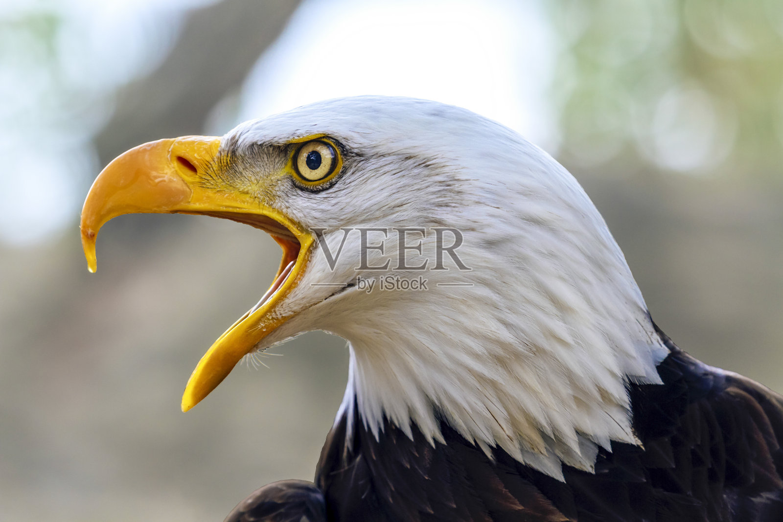 秃鹰哈雷图斯·卢科塞帕卢斯照片摄影图片