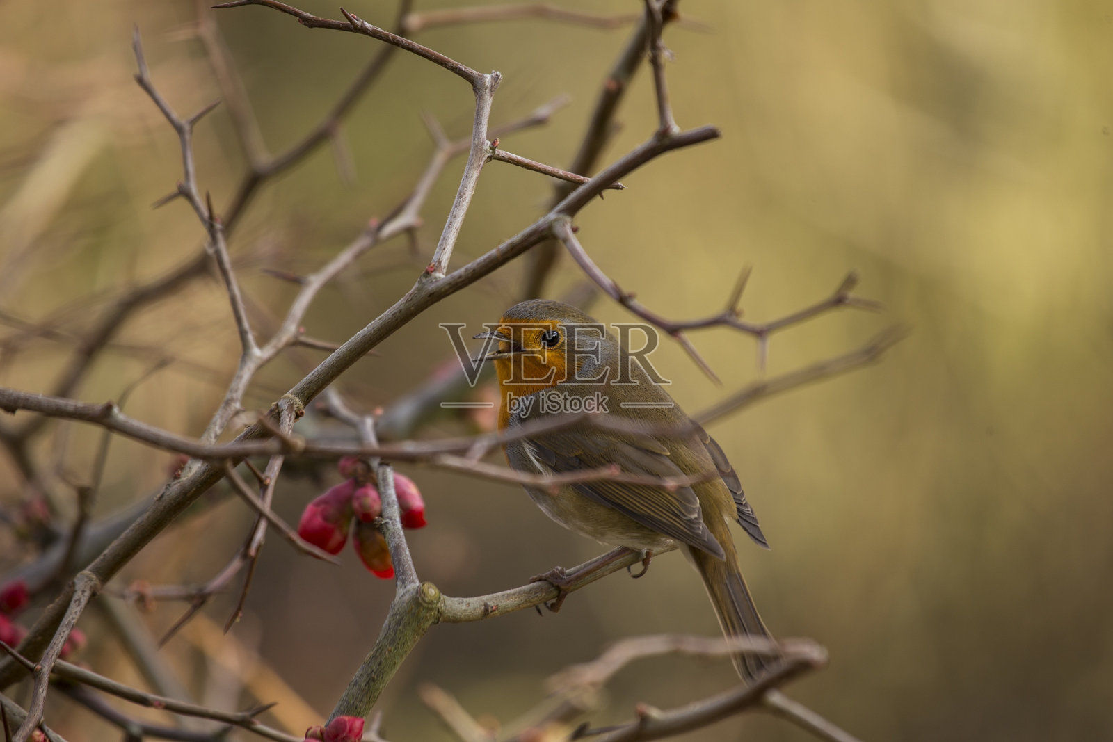 红胸罗宾(红胸羚)照片摄影图片