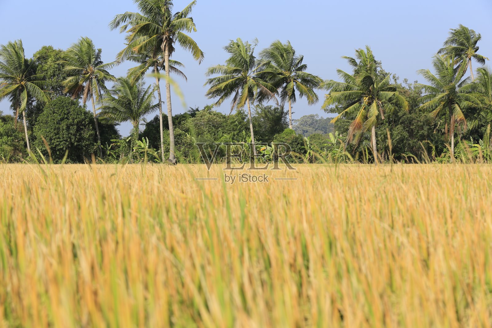 稻田照片摄影图片