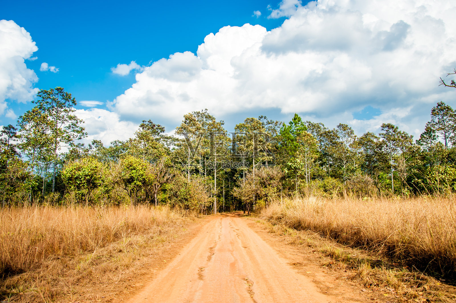 萨凡纳领域照片摄影图片