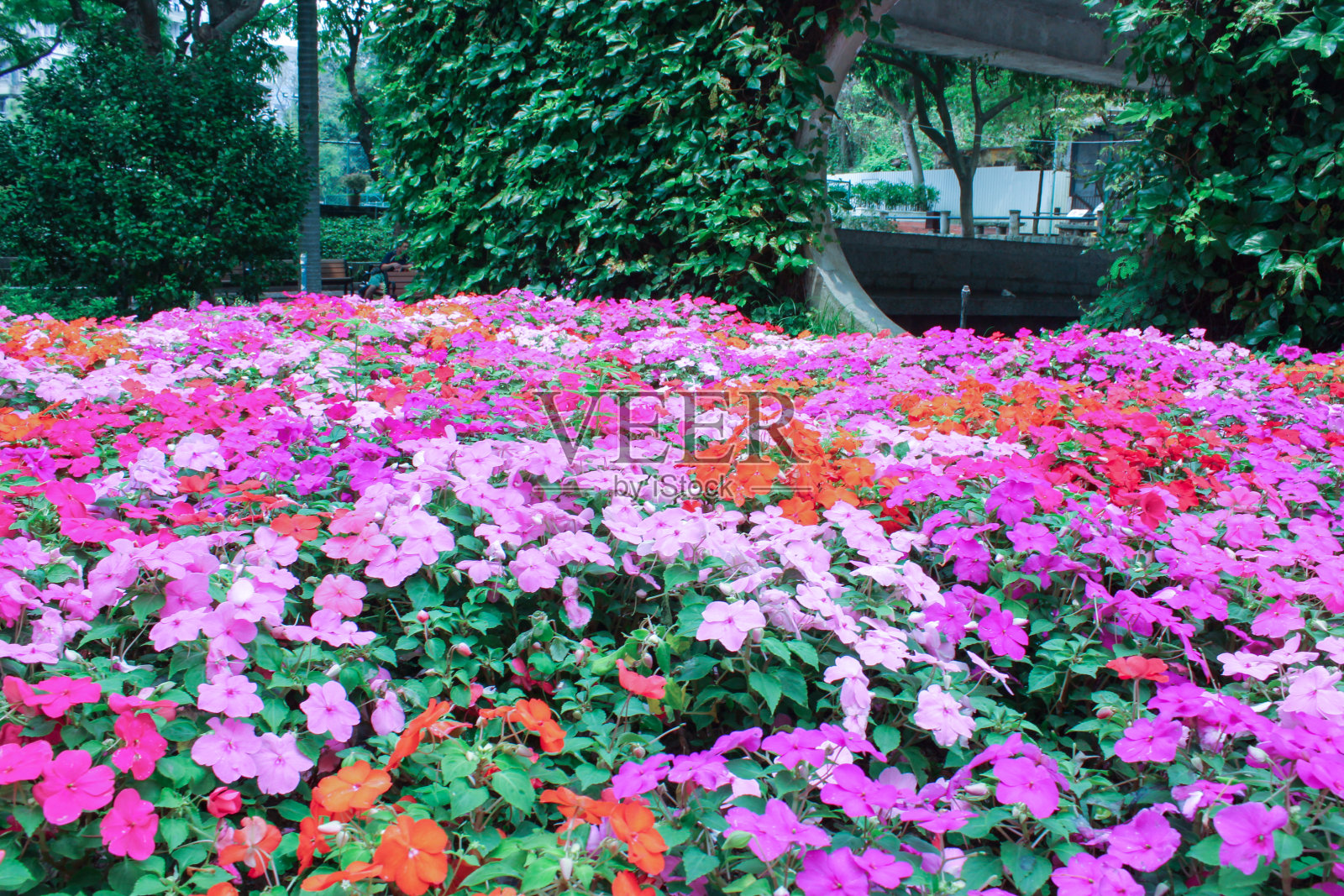 番薯的花照片摄影图片