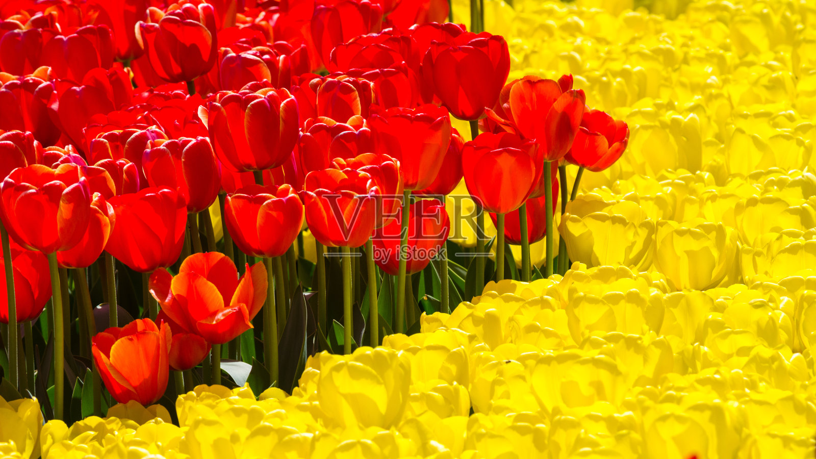 郁金香照片摄影图片