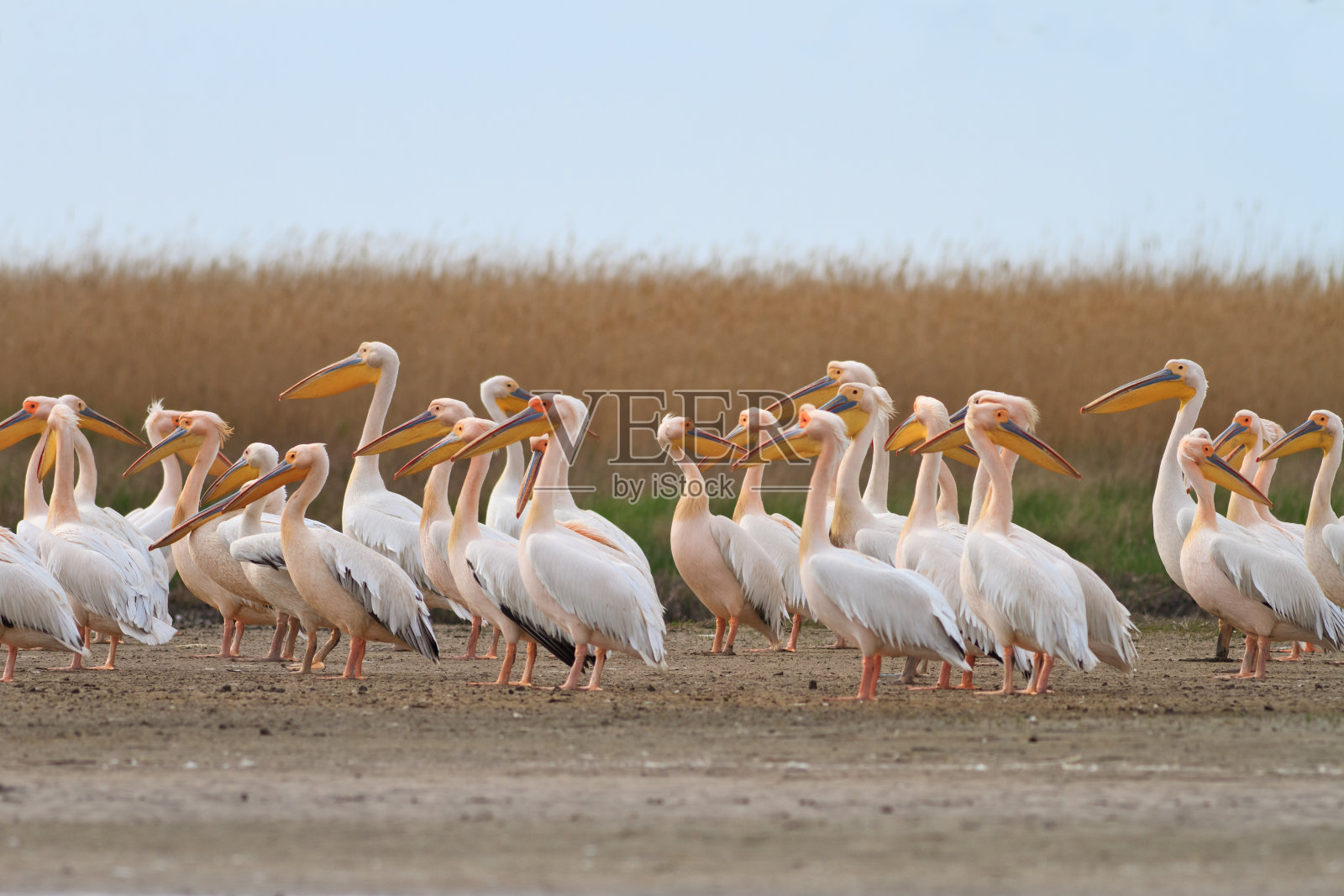 多瑙河三角洲的鹈鹕照片摄影图片