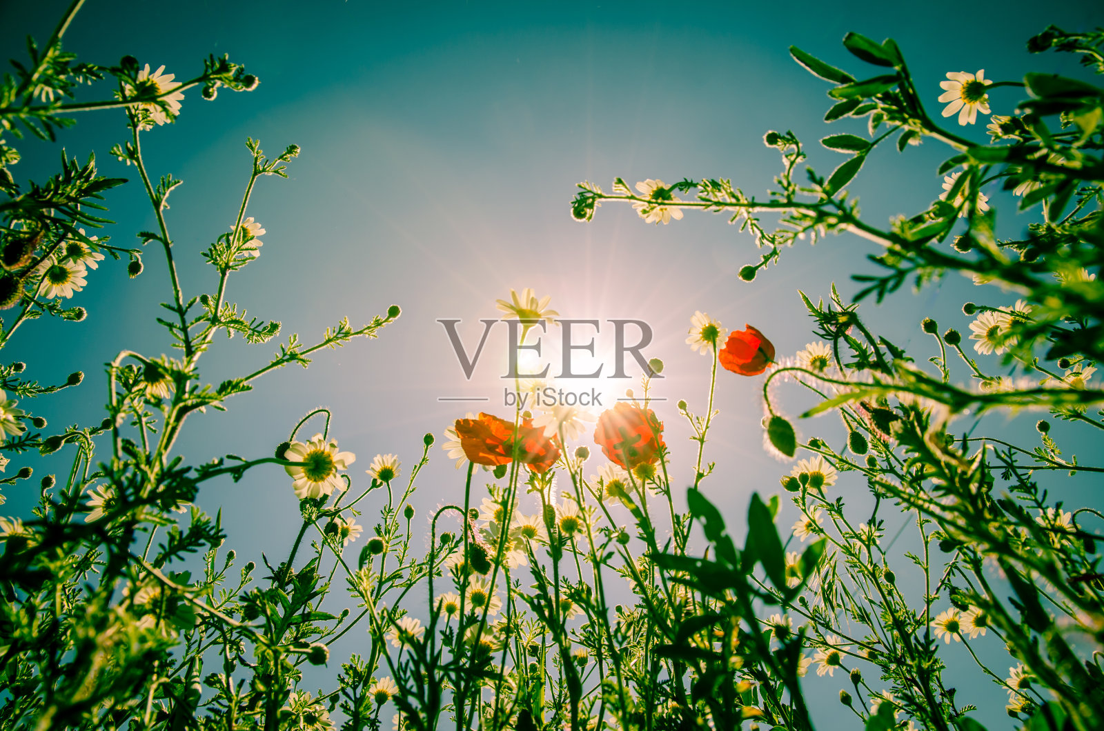 五颜六色的鲜花照片摄影图片