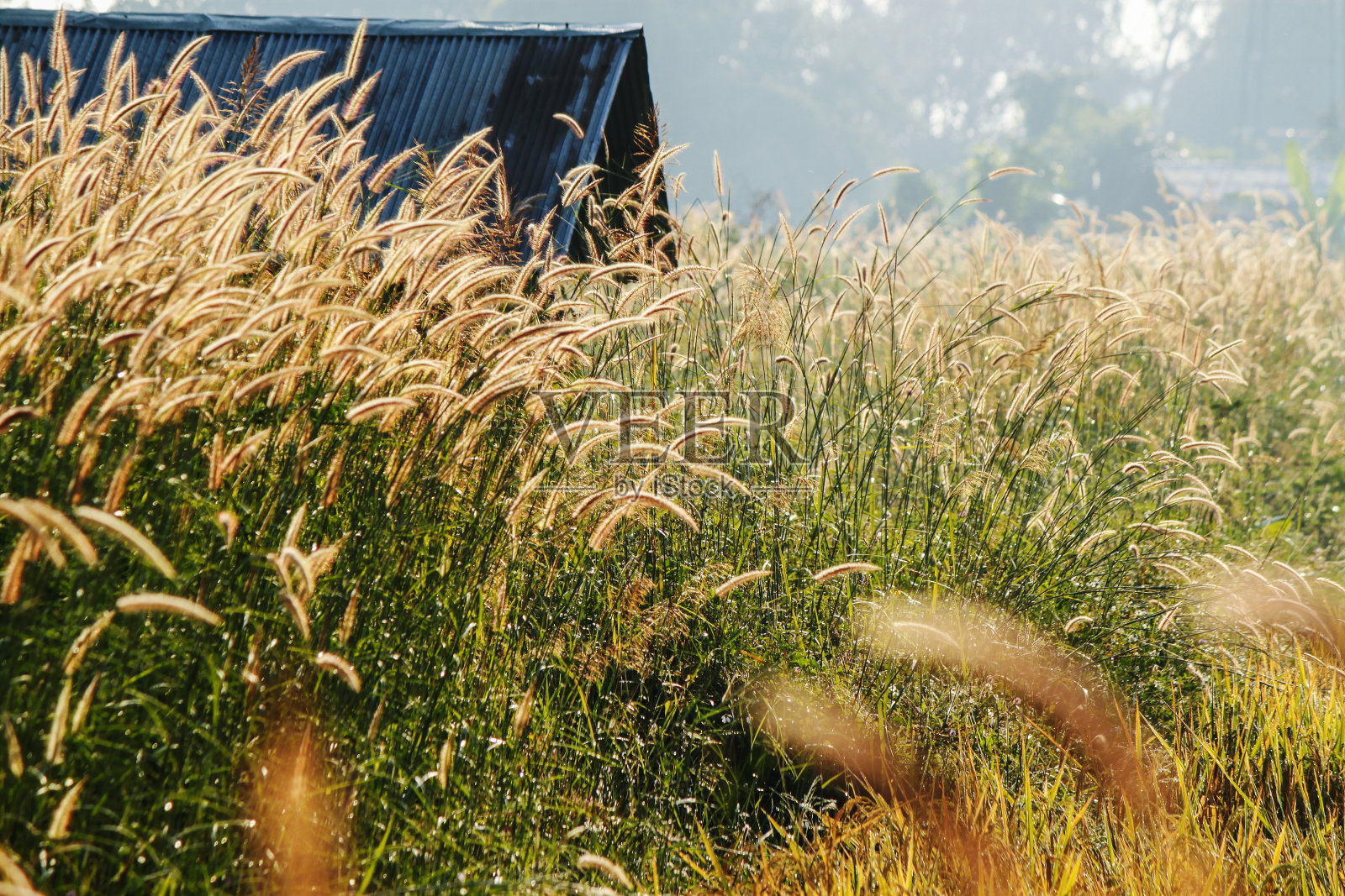 泰国农场景色照片摄影图片