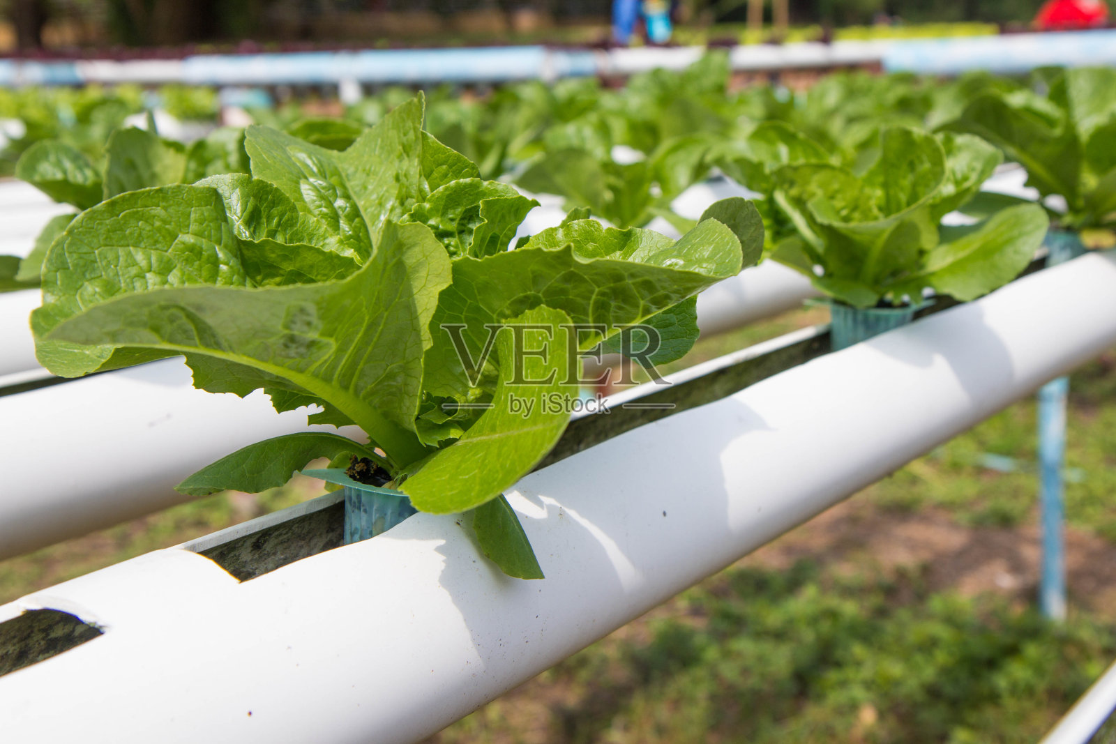 有机水培菜园照片摄影图片