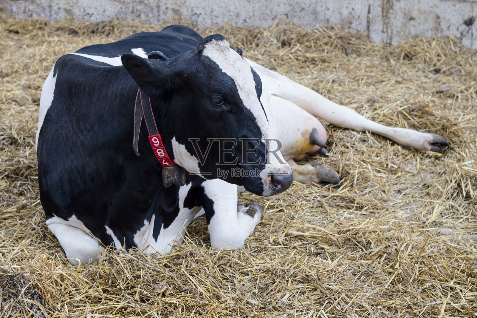 牛躺着照片摄影图片