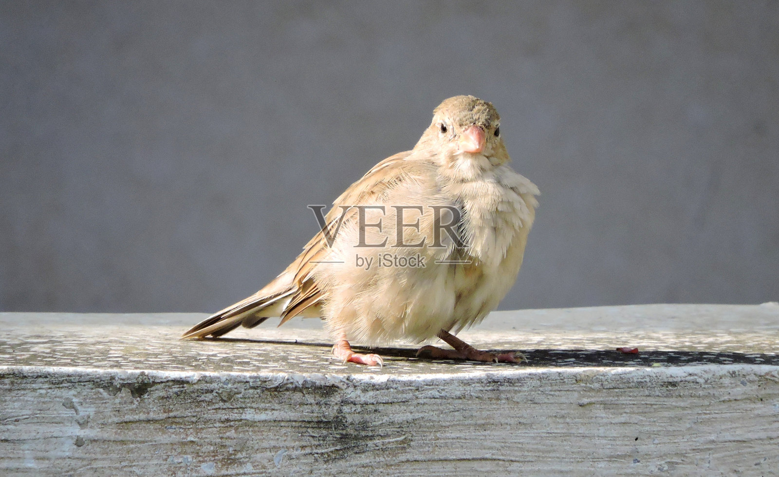 阳台上的麻雀照片摄影图片