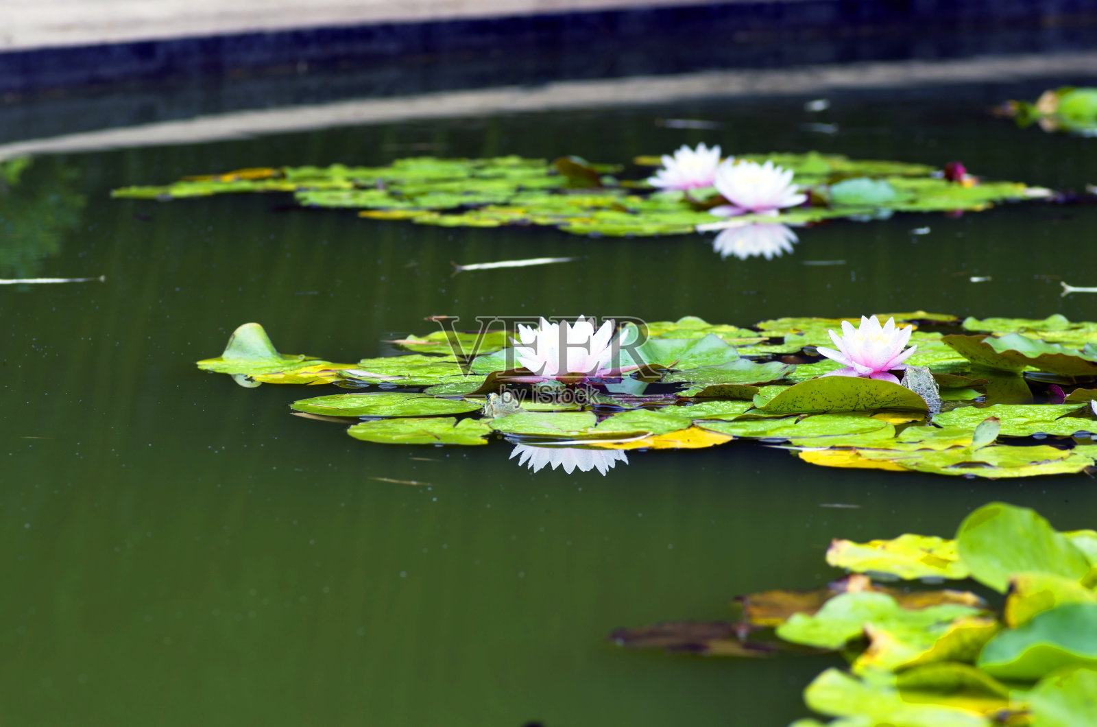 水中莲花的形象照片摄影图片