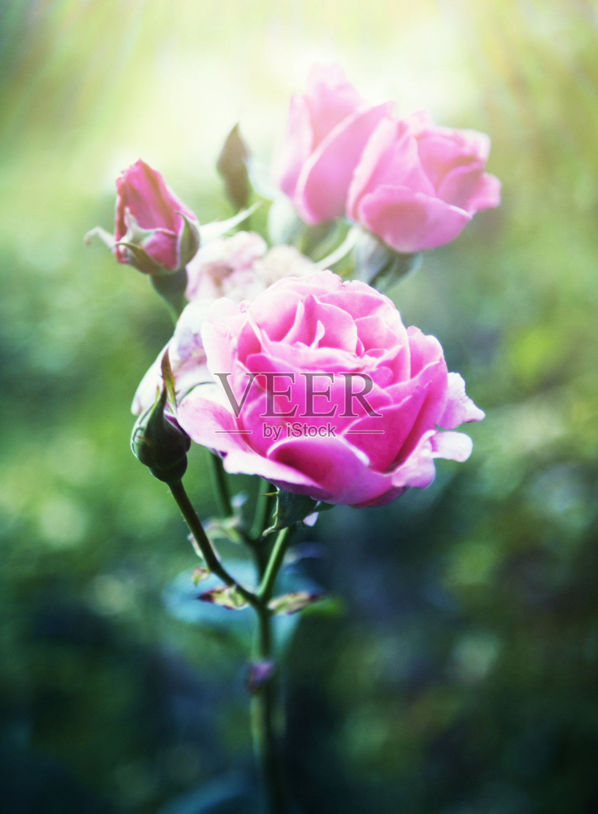 花园里有美丽的粉红色玫瑰照片摄影图片