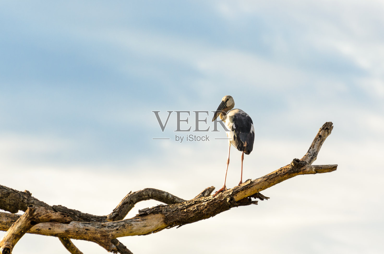 亚洲鹤嘴白鸟(鹤嘴白鸟)照片摄影图片