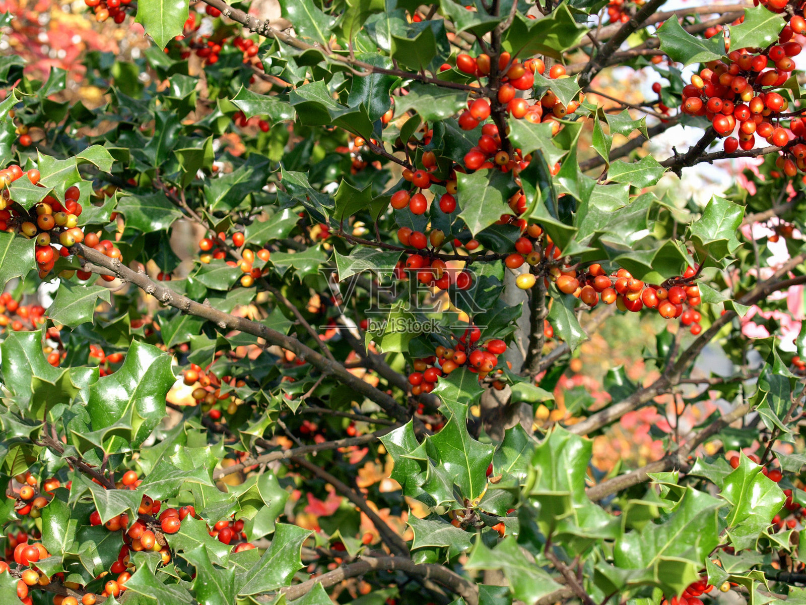圣诞装饰照片摄影图片
