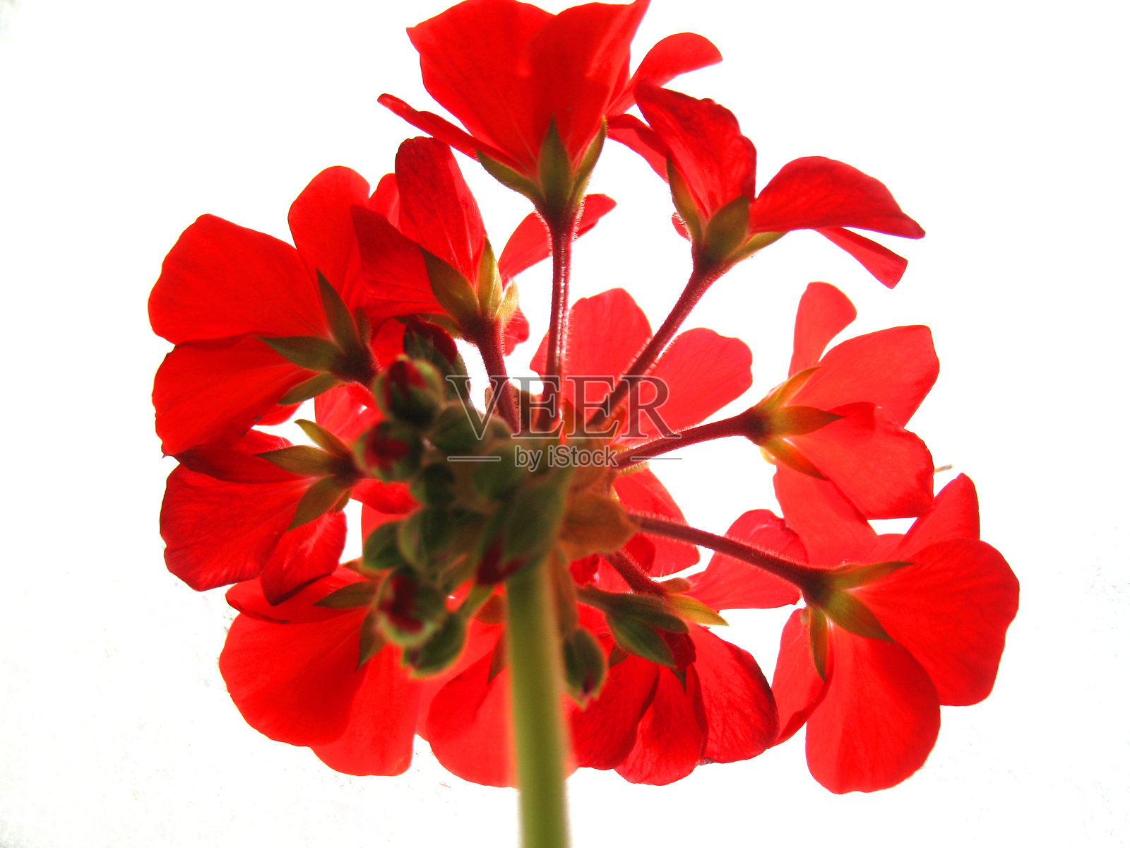 红色的花照片摄影图片