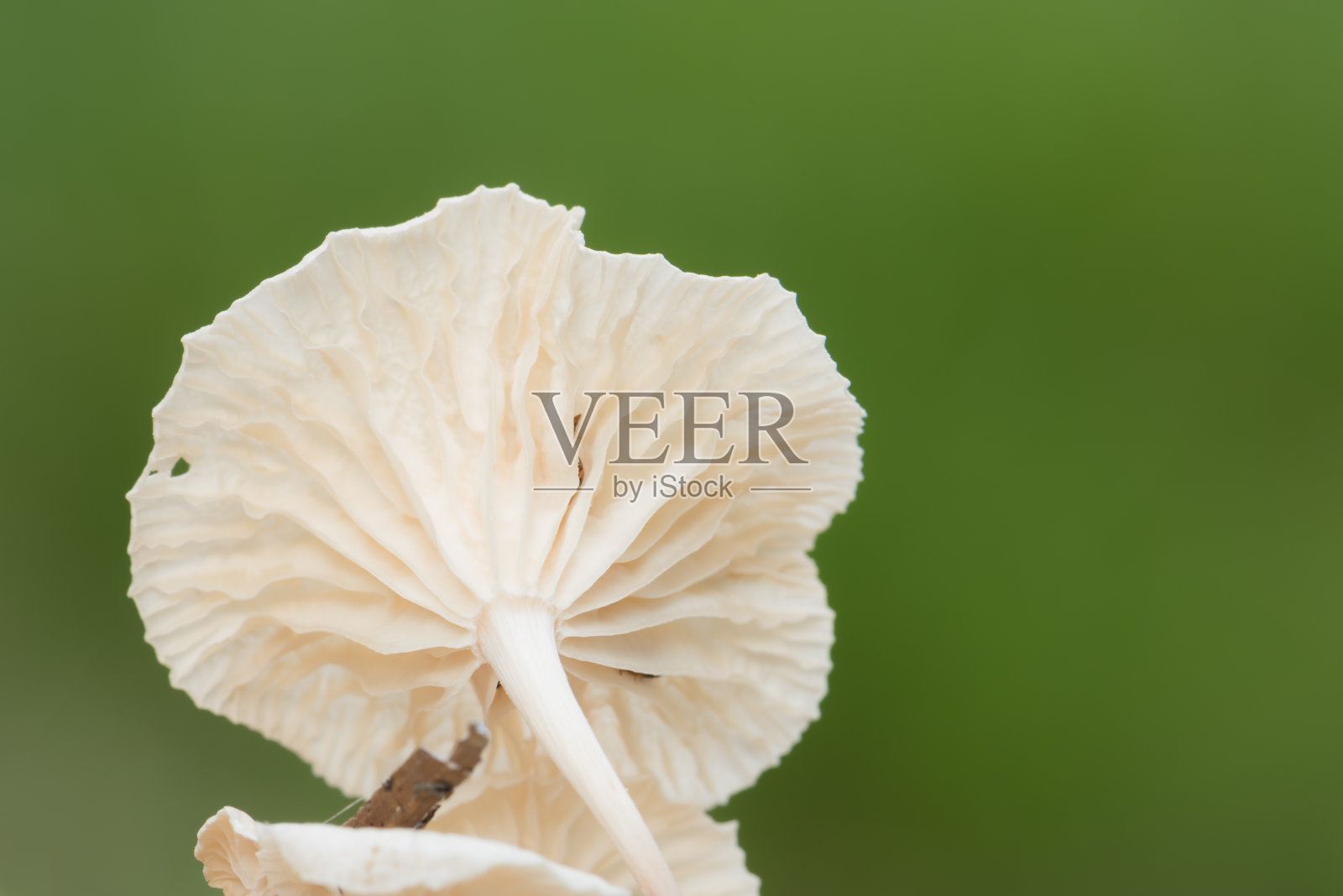 特写野生蘑菇照片摄影图片