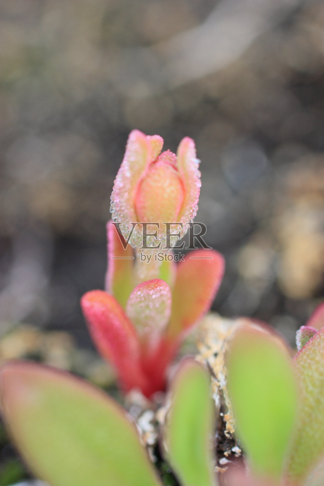 小花照片摄影图片