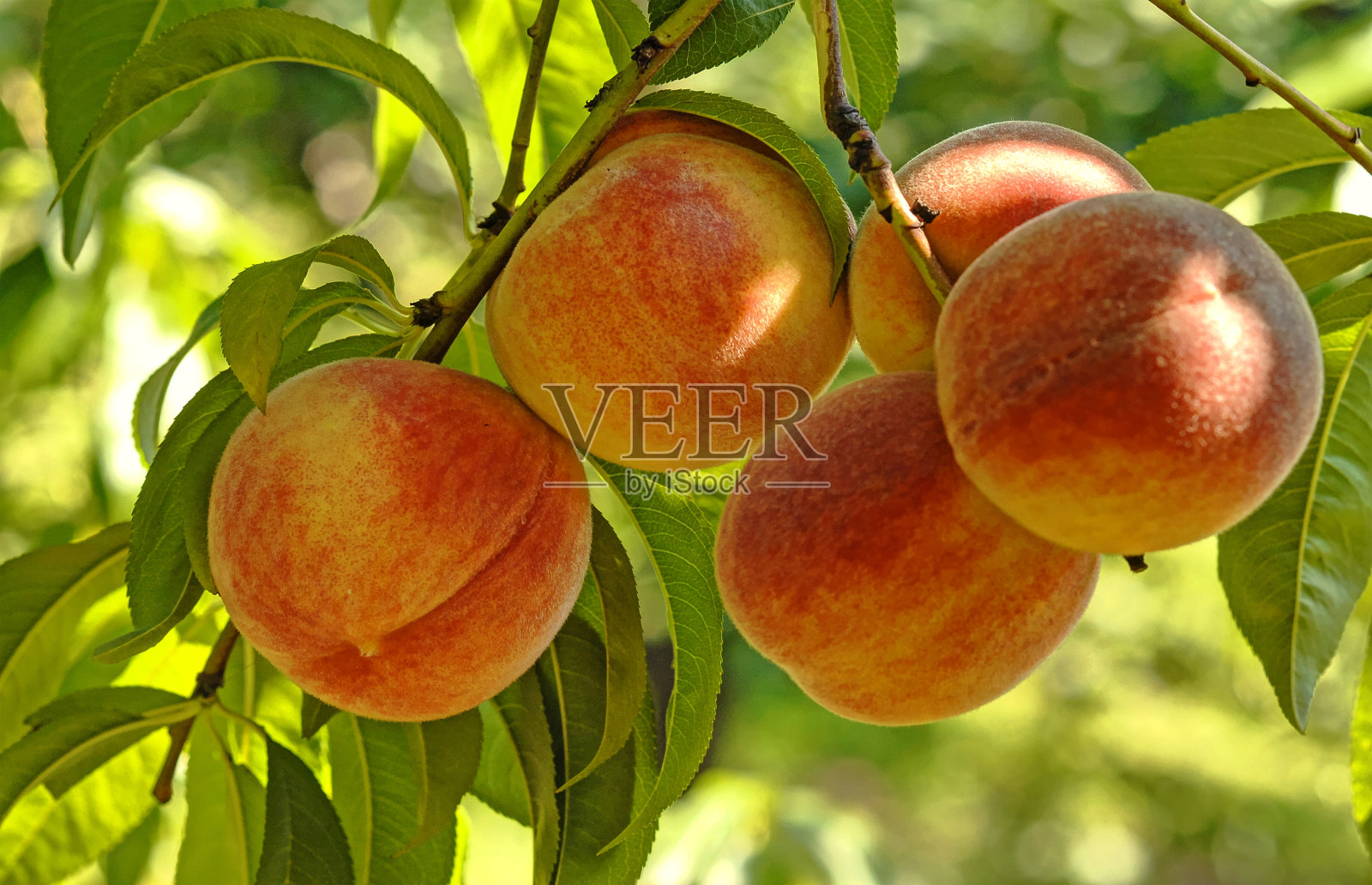 结满果实的桃树照片摄影图片