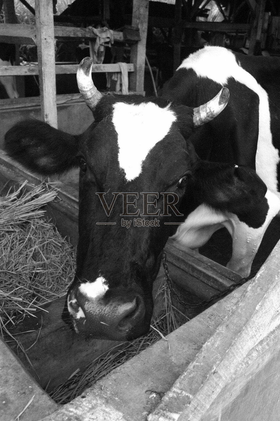 农场的牛照片摄影图片