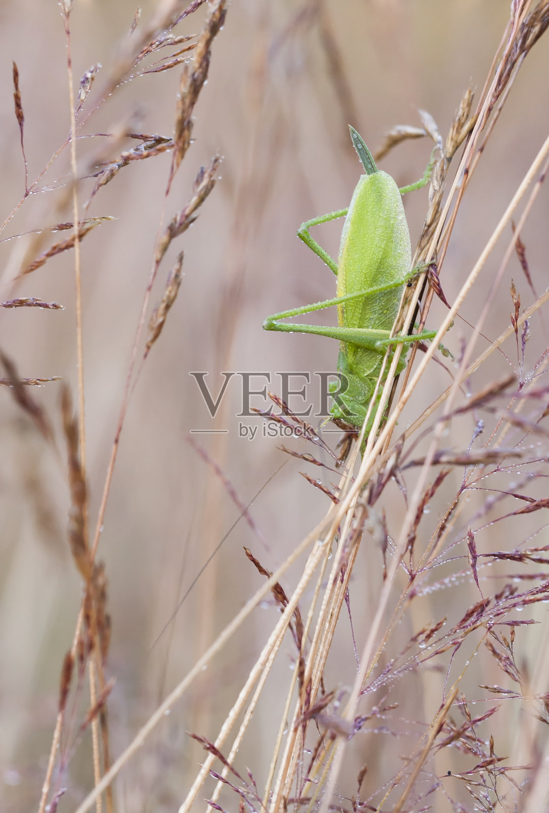 稻草上的绿色大蚱蜢照片摄影图片