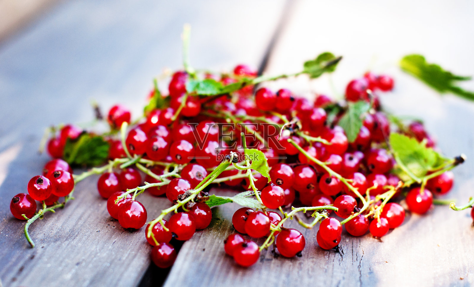 新鲜的红醋栗照片摄影图片