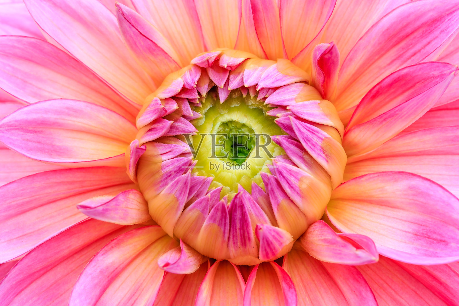 粉红色的球形大丽花盛开照片摄影图片