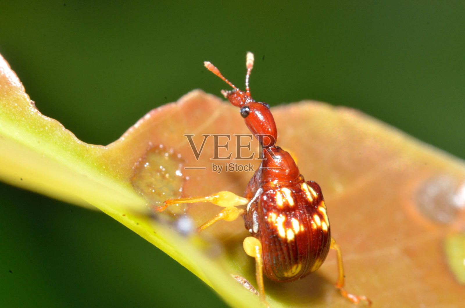 长颈鹿象鼻虫的宏照片摄影图片