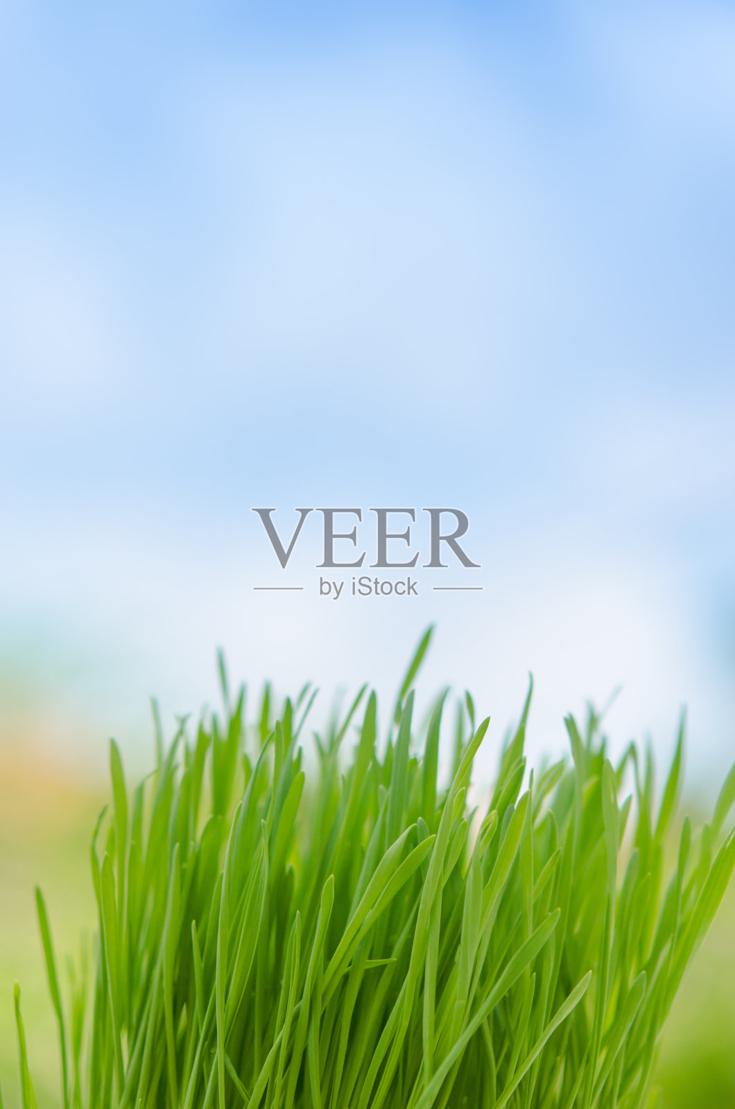 小麦草照片摄影图片