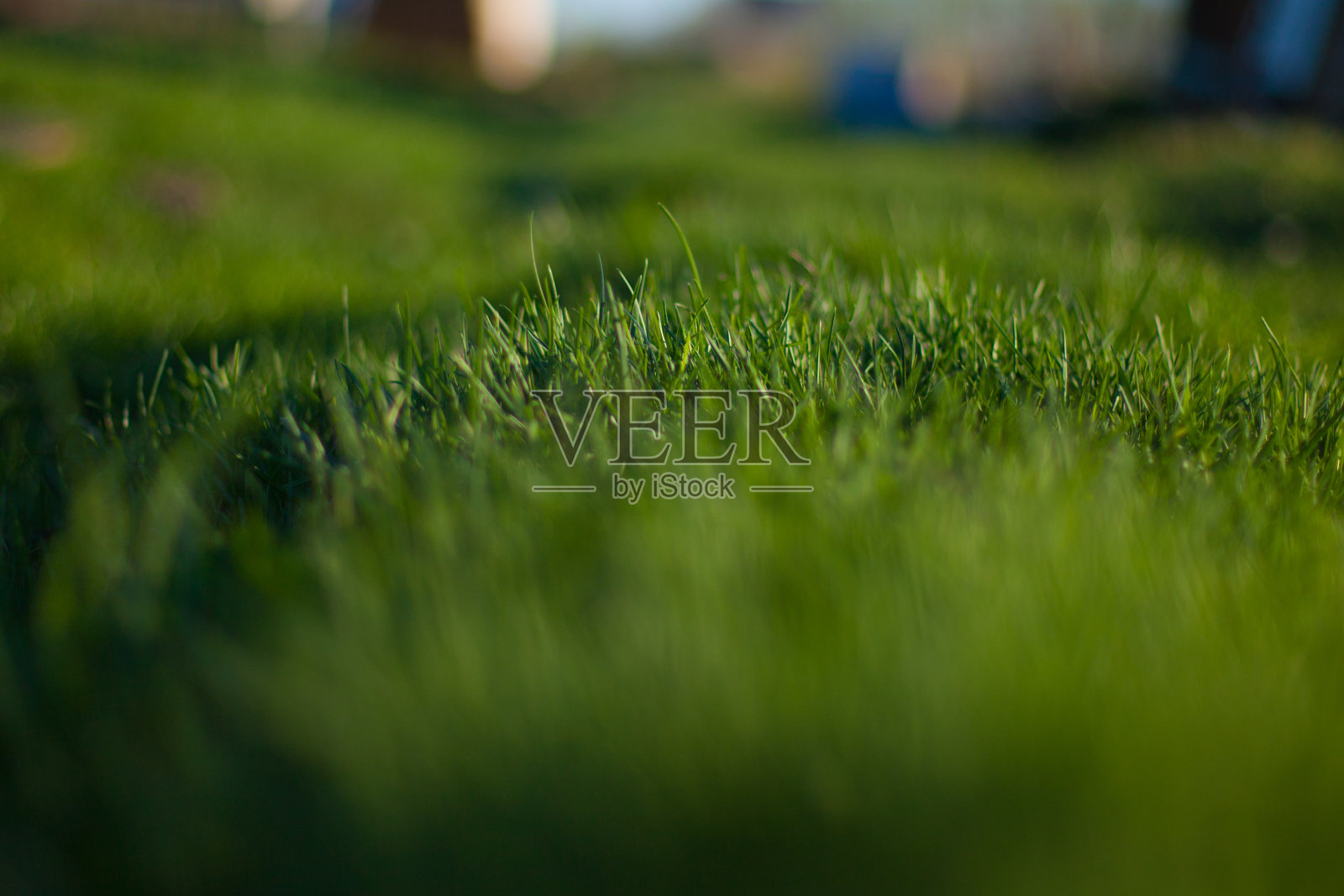 清新的春草背景照片摄影图片