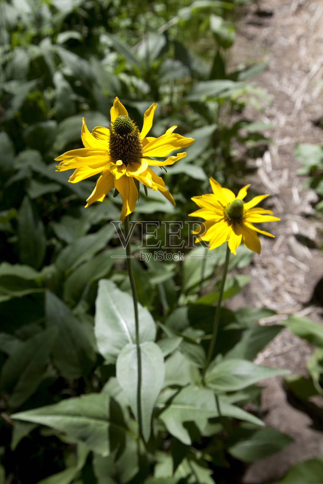 加州圆锥花对照片摄影图片