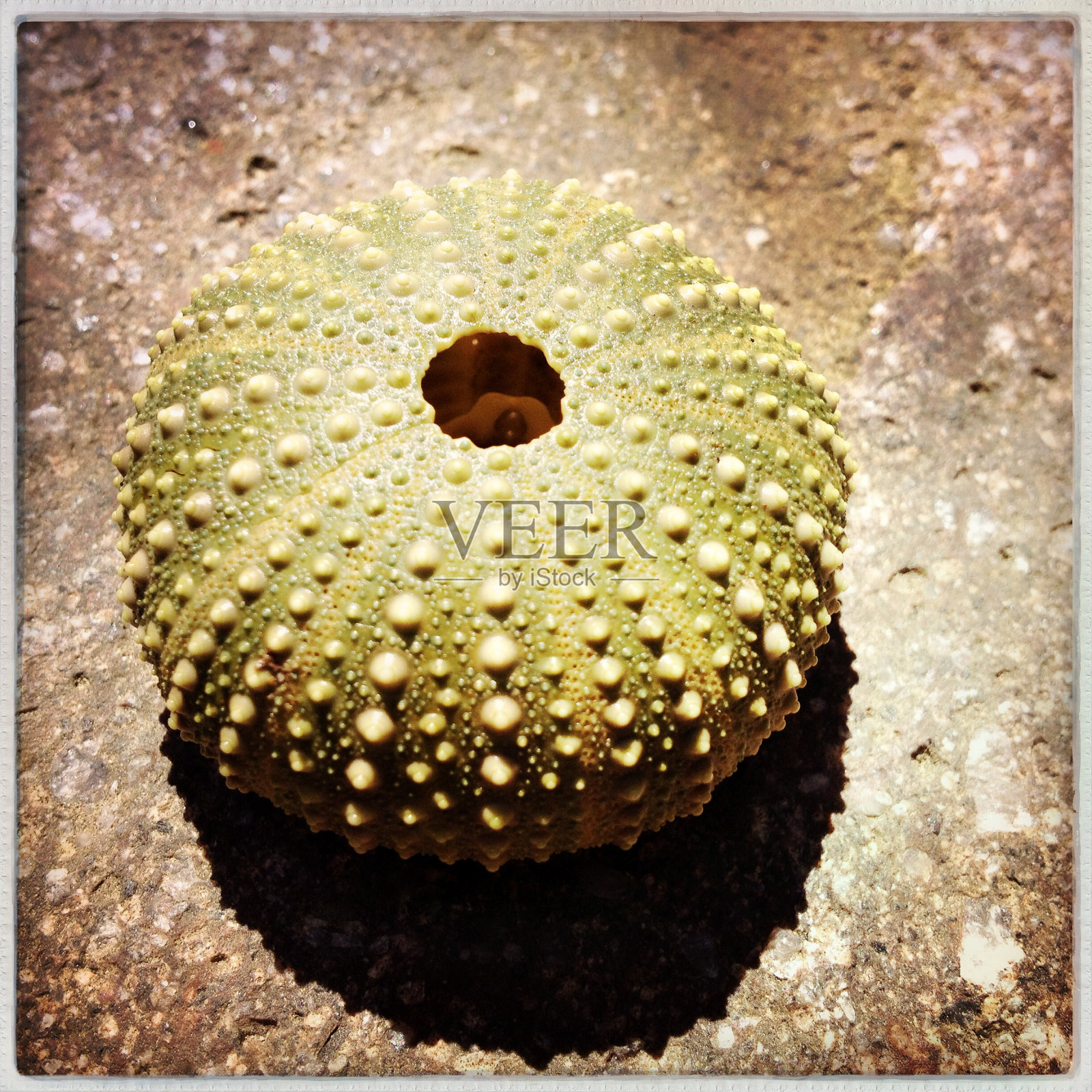 海胆照片摄影图片