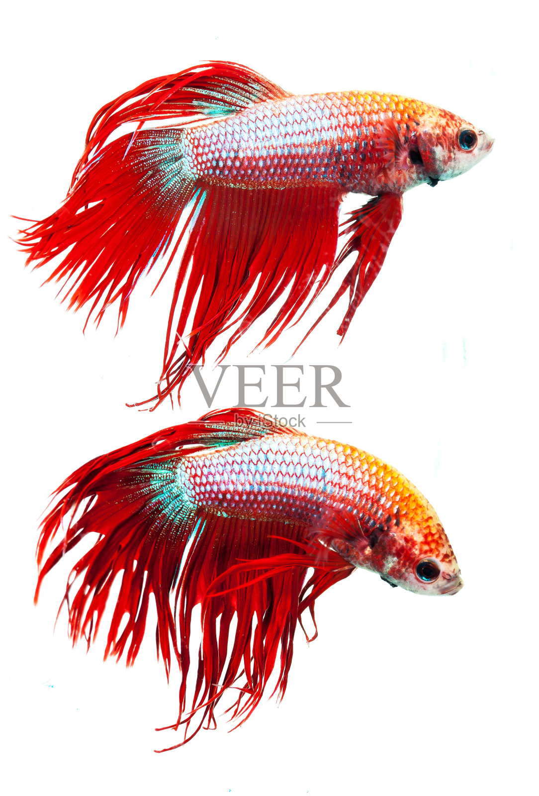 红冠尾暹罗斗鱼，一串红。照片摄影图片
