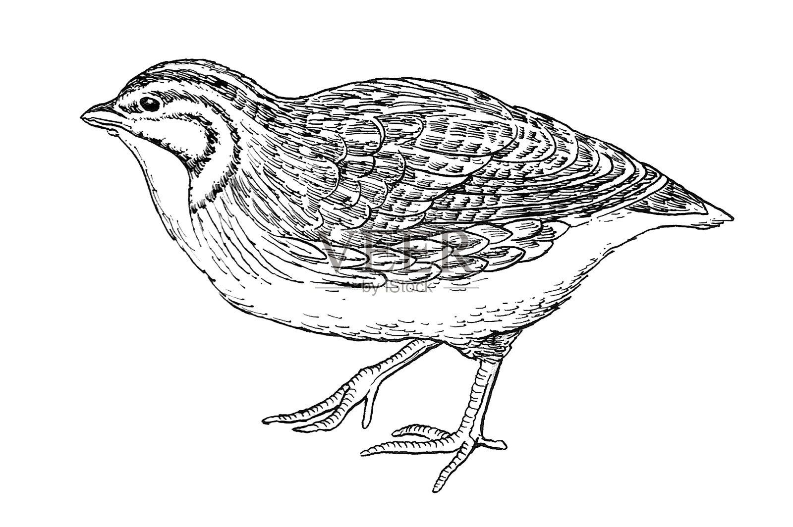 鹌鹑插画图片素材